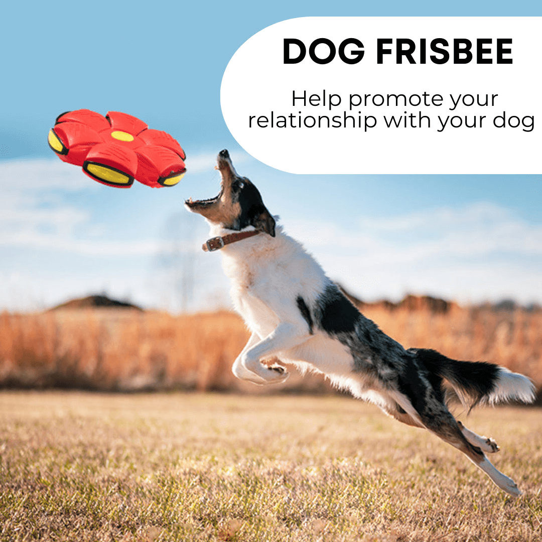 Dog Frisbee - A dog leaps joyfully to catch a colorful frisbee in an outdoor setting.