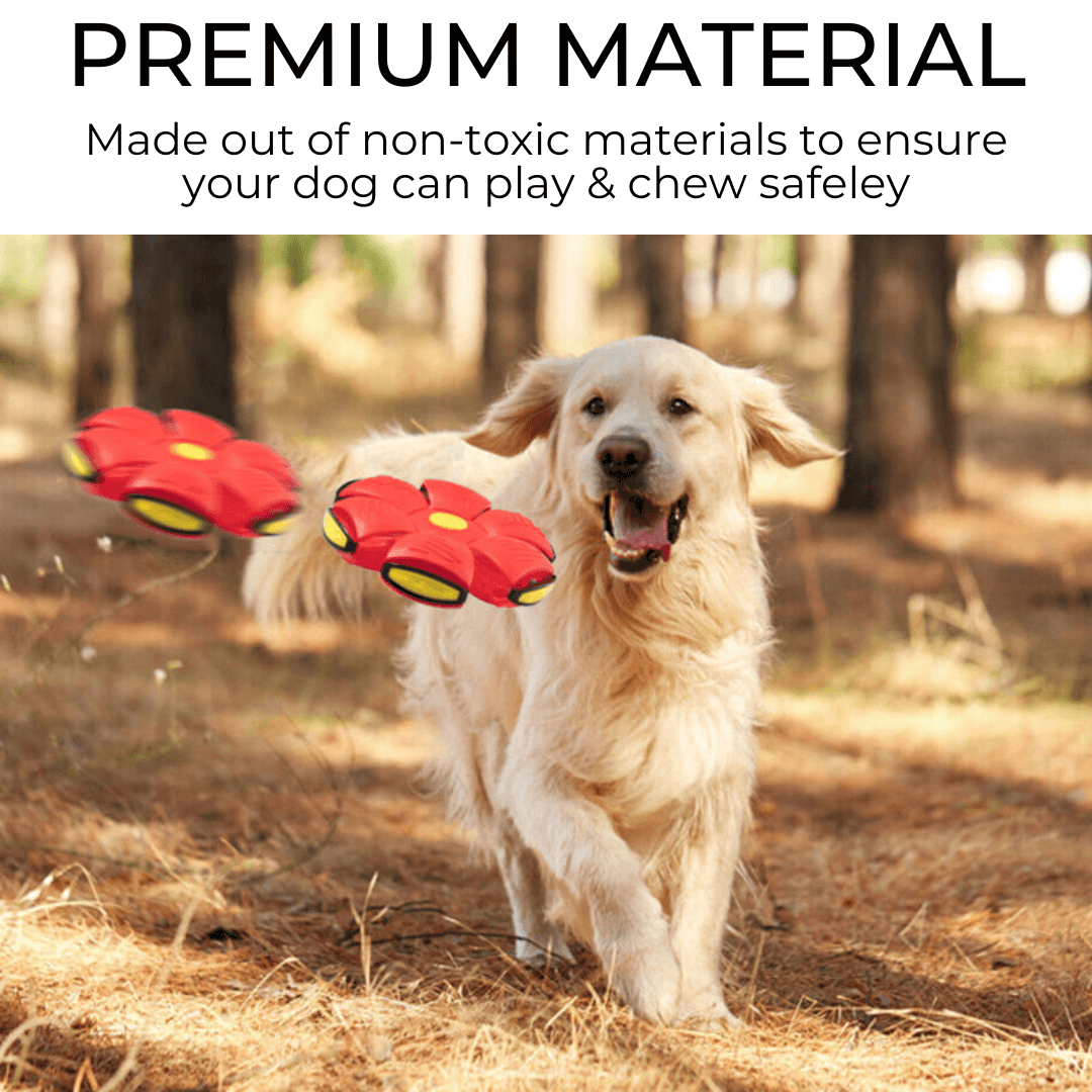 Golden retriever playing with a Dog Frisbee made of non-toxic materials in a forest.